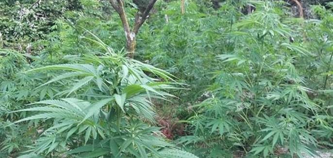 I Carabinieri di Roccella Jonica scovano 2000 piante di marijuana Erano poste in un’area impervia della vallata del Torbido