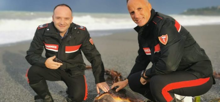 Tartuga marina  “caretta caretta”  salvata dai carabinieri
