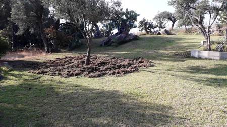Coldiretti: i cinghiali invadono anche la Casa di Spiritualità Nazareth a Staletti Dopo aver distrutto molte coltivazioni provocando seri danni agli agricoltori 