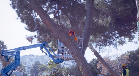 Reggio Calabria, Tutela del patrimonio arboreo della storica Pineta Zerbi Procedono i lavori sul waterfront. Da lunedì la riqualificazione di viale Zerbi