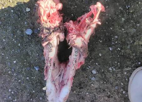 Randagismo, testa di capra trovata davanti casa di una volontaria in Calabria Nota di "Stop Animal Crimes Italia Movimento Nazionale"