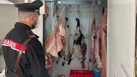 Maxi sequestro in una macelleria abusiva nel Reggino di 150 kg di carne Dovrà rispondere, oltre che della violazione degli obblighi inerenti la misura cui è sottoposto, anche di macellazione clandestina di animali, reato che prevede l’ammenda fino a 150.000 euro