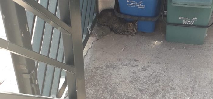 Taurianova,  un gattino ferito ha bisogno di aiuto Si trova in via La Resta. Ci appelliamo alle associazioni di animalisti per salvare il gattino 