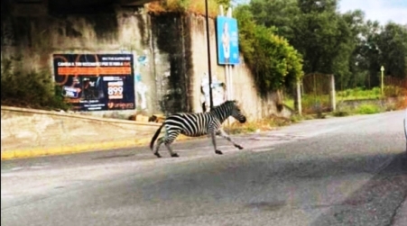 Una zebra a Po… listena, a spasso per le strade Diverse le segnalazioni social di una zebra libera di percorrere la zona industriale della città e nei dintorni