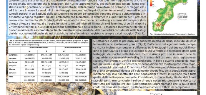 Testuggine di Hermann: un patrimonio per la Calabria da preservare Nuovi studi scientifici rivelano l’unicità delle popolazioni calabresi di Testudo hermanni
