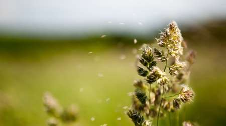 Allergie alle graminacee, cause e rimedi Le allergie alle graminacee sono prodotte dal contatto con il polline liberato dalle erbe infestanti e dalle graminacee coltivate