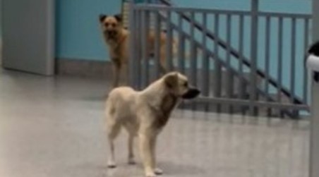 Cani all’ospedale di Lamezia, “una vergogna” "Non si trova un cane neanche a pagarlo" spesso è questa la lamentela per la carenza di medici ed operatori, nelle nostre strutture sanitarie